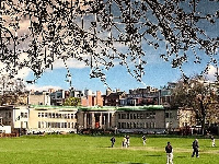 Image of the day: Cricket in Trinity on a bright day in Dublin